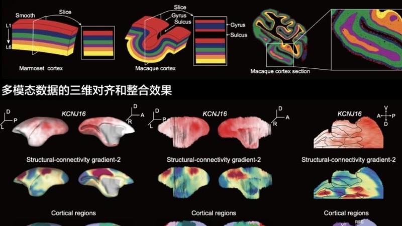  技术深挖：人形机器人2026洗牌背后的核心壁垒与破局路径 IT技术